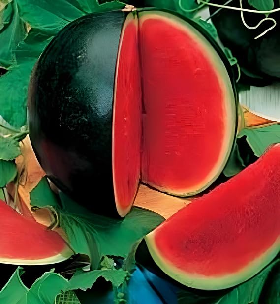 Bush Sugar Baby Watermelon 40+ Seeds, Vegetables for Gardening