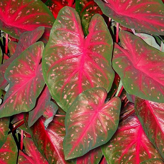 Fancy Leaf No. 1 Caladiums Red Flash - (10 pack)
