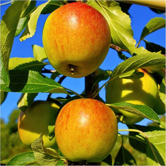 Dwarf Cox's Orange Pippin Apple Tree in 5L Pot Ready to Fruit, Classic English Apple 3fatpigs®