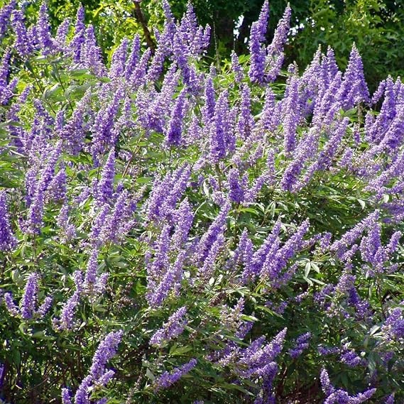 Chaste Tree (Vitex Agnus-chastus) - Grow Now or Store for Future Planting - Capsule of 10 Seeds