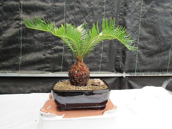 Sago Palm Bonsai Tree