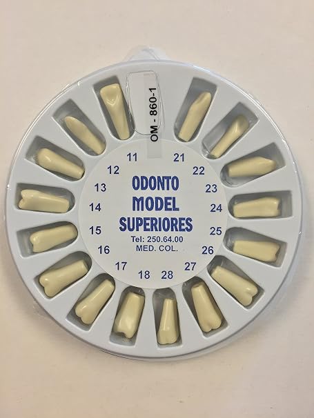 Typodont Dental Model 860 With Upper Lower Replacement Set Ivorine Teeth Complete Kit ARTMED