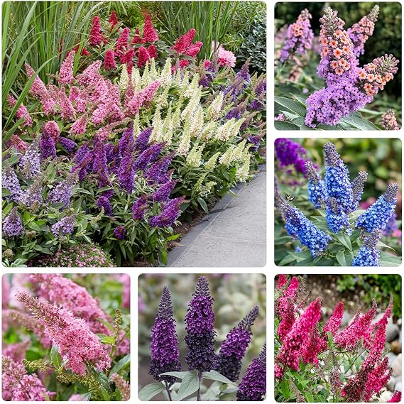 330+ Butterfly Bush Seeds - Perennial Plant | Highly Fragrant Flowers that Attract Hummingbirds, Bees & Pollinators to Your Garden